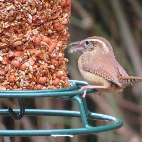 Mr. Bird Flaming Hot Feast Seed Cylinder - Nail Gallerys