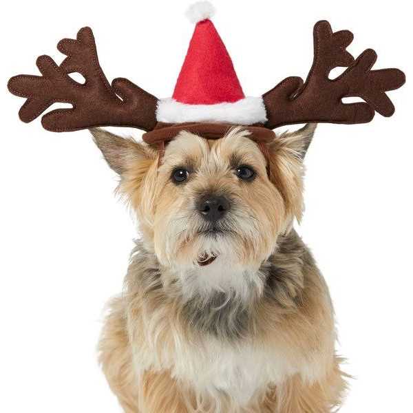 Coastal Pet Size Right Adjustable Cat Harness - Nail Gallerys