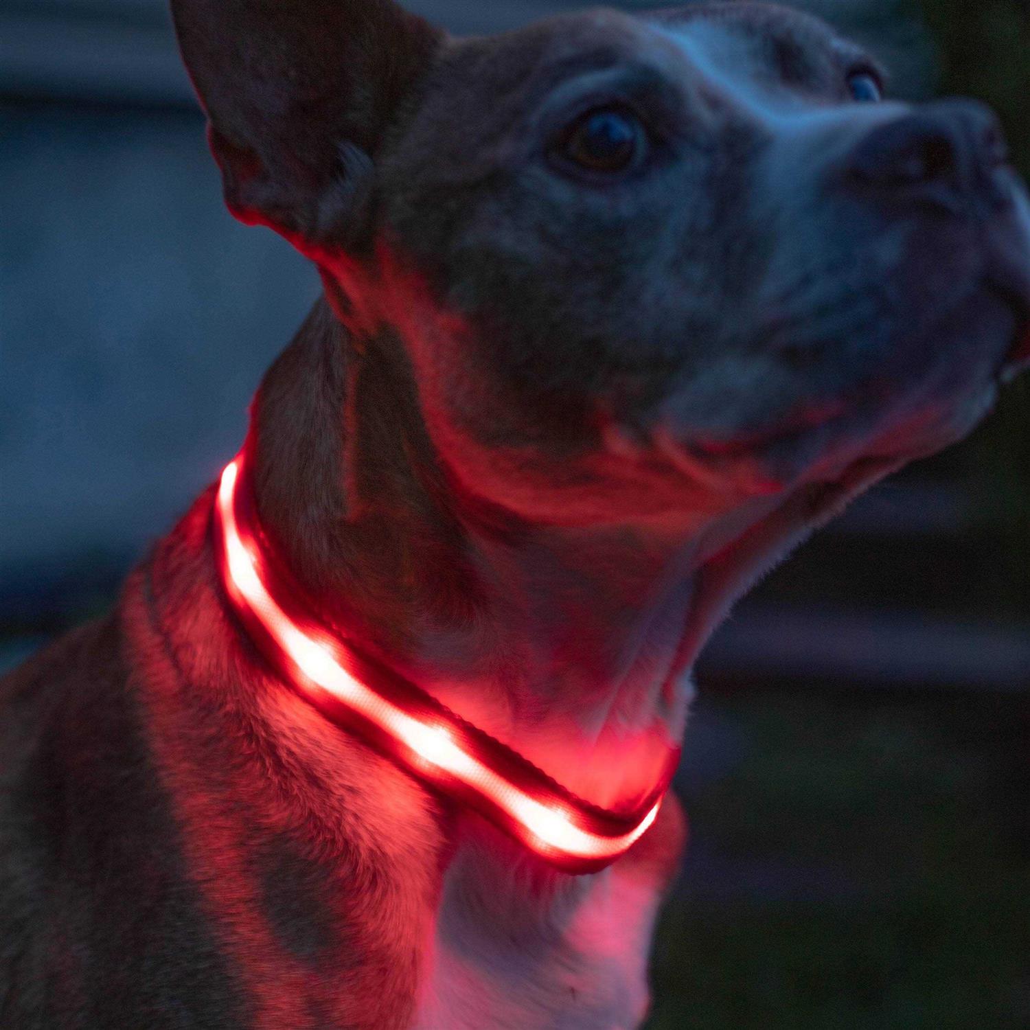 Blazin LED Light Up Dog Collar 1,000 Feet of Visibility - Nail Gallerys