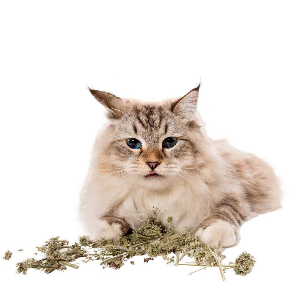 Litterbox.com™ Catnip Buds in Bisque - Nail Gallerys