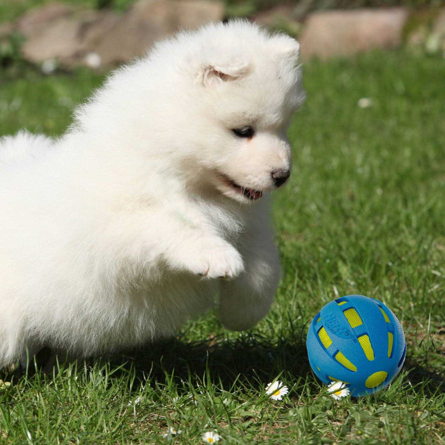 Nerf Checker Crunch Ball Dog Toy - Nail Gallerys