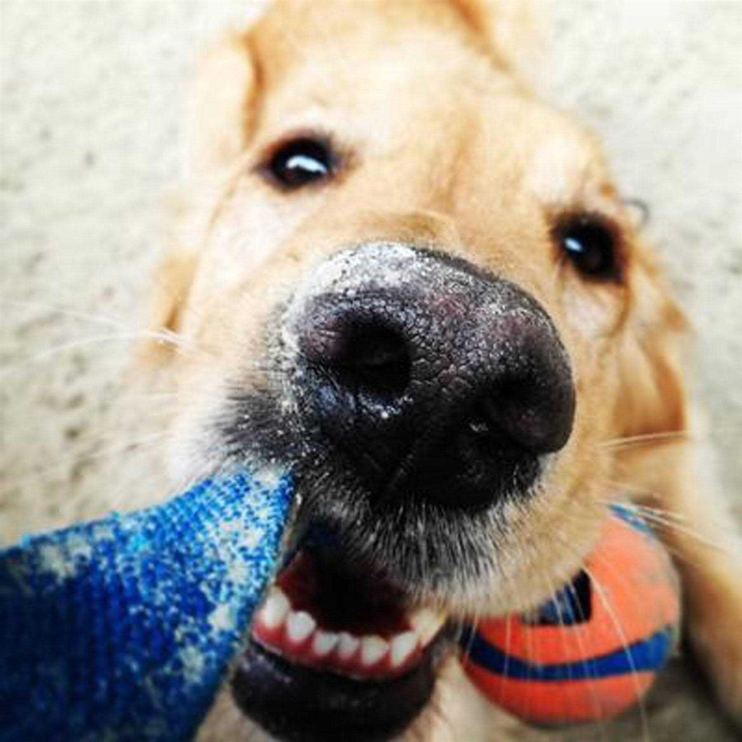 Chuckit! Ultra Duo Dog Tug Toy - Nail Gallerys
