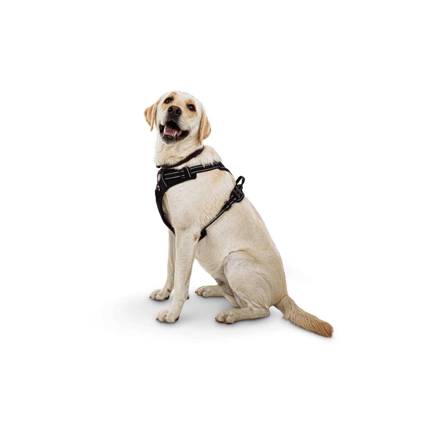 EveryYay Embrace the Pace Black Front Walking Dog Harness - Nail Gallerys