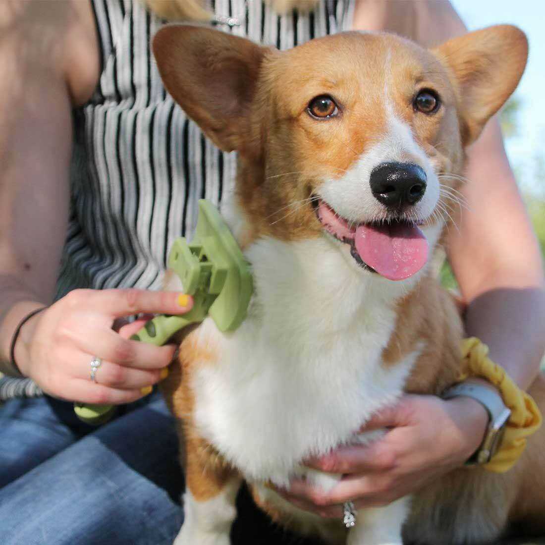 Safari Complete Cat Brush - Nail Gallerys