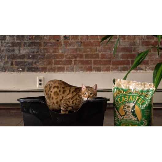 Catalyst Cat Litter Soft Wood - Nail Gallerys
