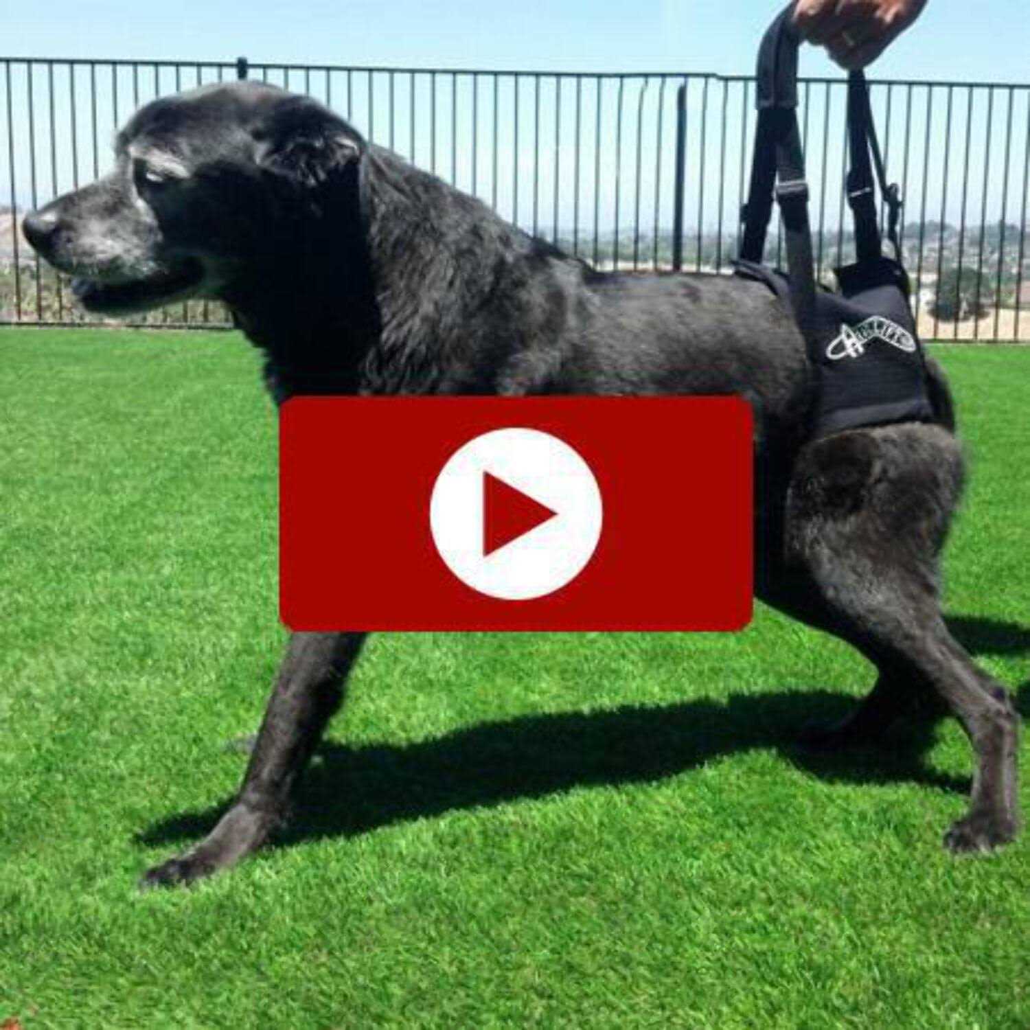 Walkabout Airlift One Support Harness - Nail Gallerys