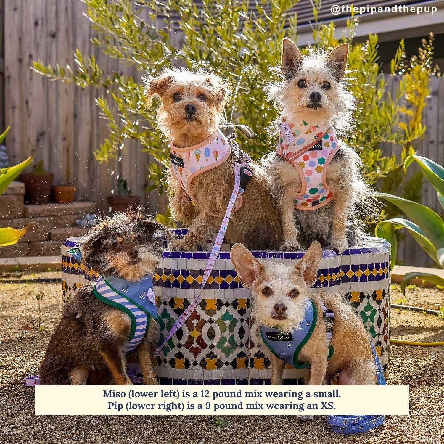 Reversible Harness Harness - Nail Gallerys