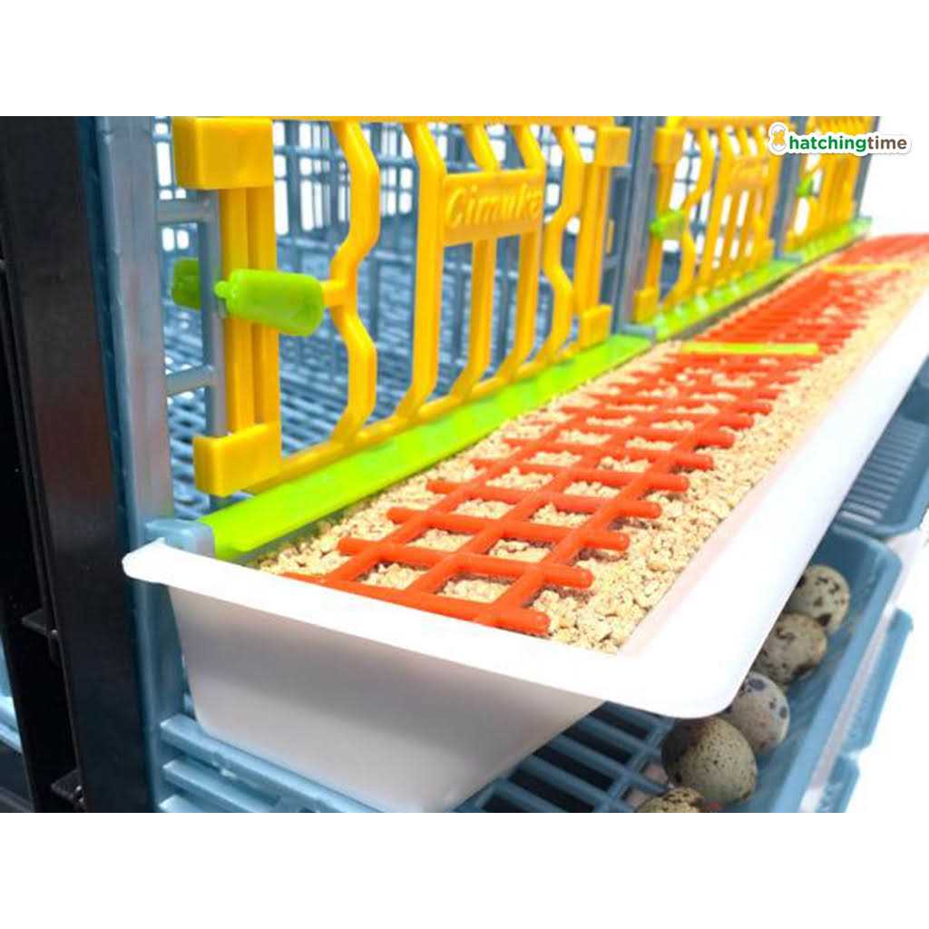 Hatching Time Partridge Cage 1 Layer - Nail Gallerys