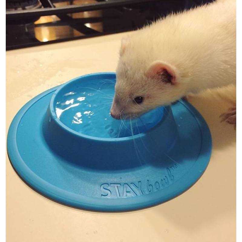 STAYbowl Tip-Proof Bowl for Guinea Pigs and Small Pets - Nail Gallerys
