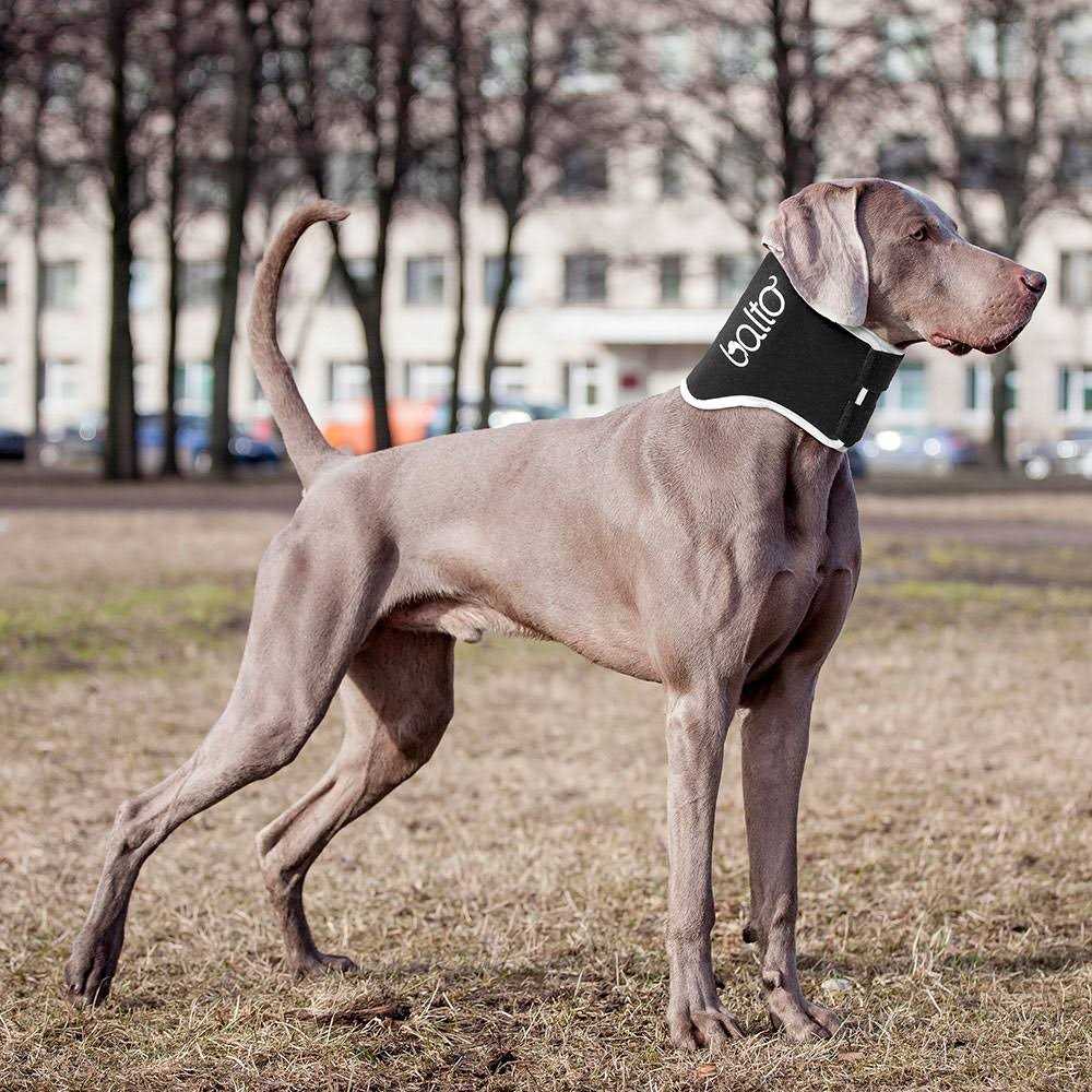 Balto Dog Cone Alternative E-Collar - Nail Gallerys