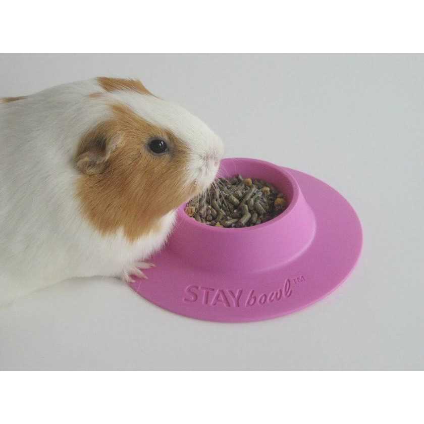 STAYbowl Tip-Proof Bowl for Guinea Pigs and Small Pets - Nail Gallerys