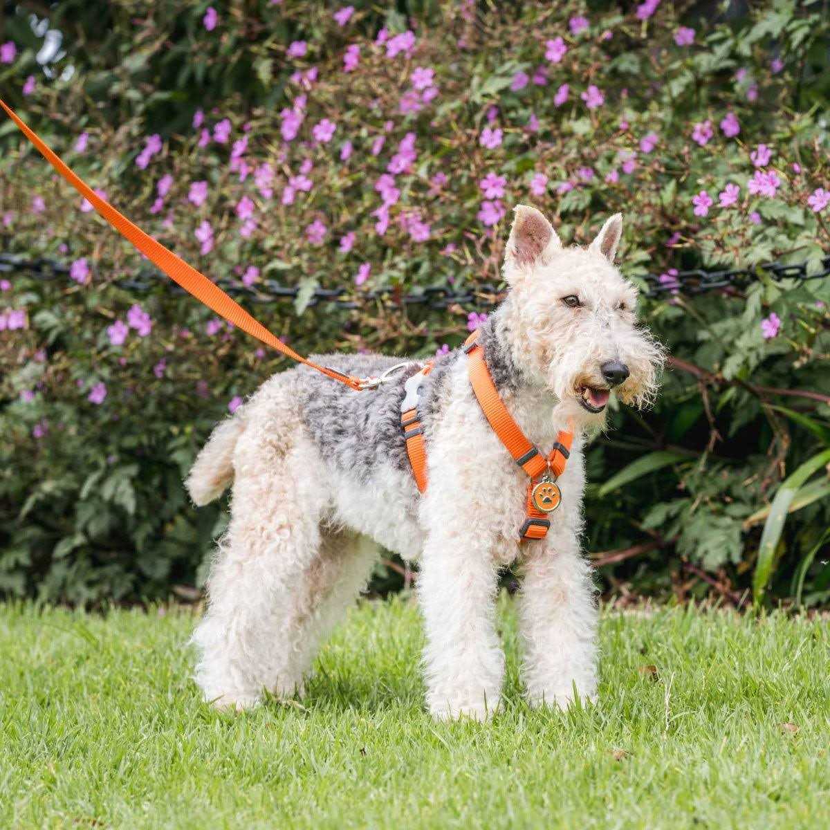 Red Dingo Paw Print Enamel Stainless Steel Dog ID Tag - Nail Gallerys