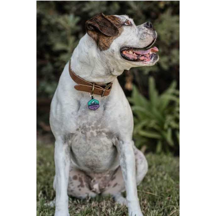 QALO customized Silicone Dog ID Tag - Nail Gallerys