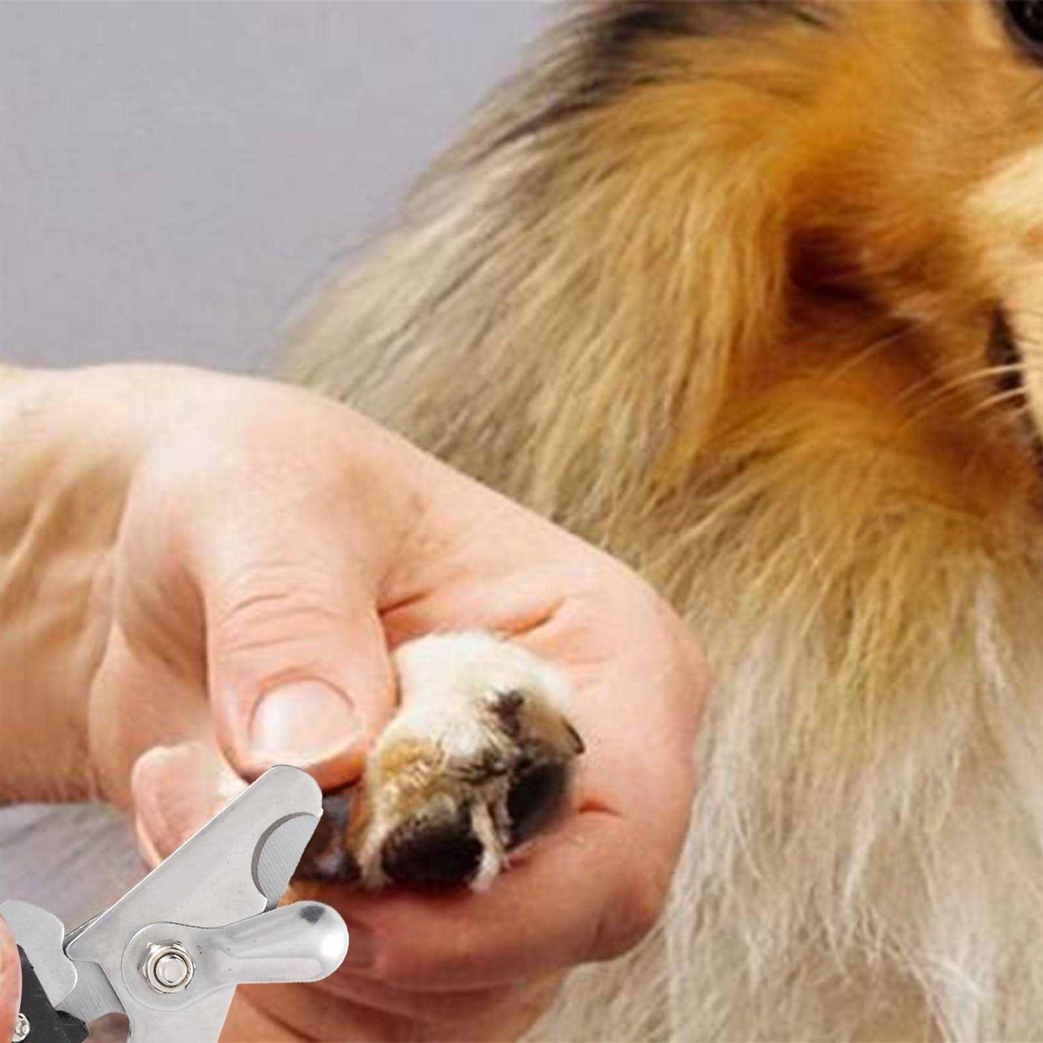 KABUDA 2 Pack Pet Nail Trimmer Clipper Set with 2 Nail Files Dog Nail Clippers for Small - Nail Gallerys