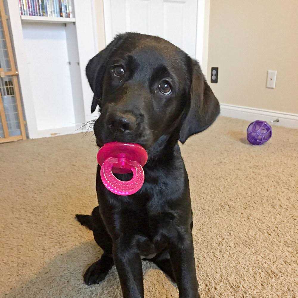 fouFIT Paci Chew - Nail Gallerys