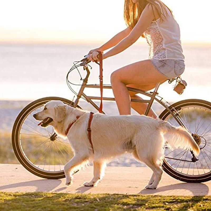 EzyDog Zero Shock Dog Leash - Nail Gallerys