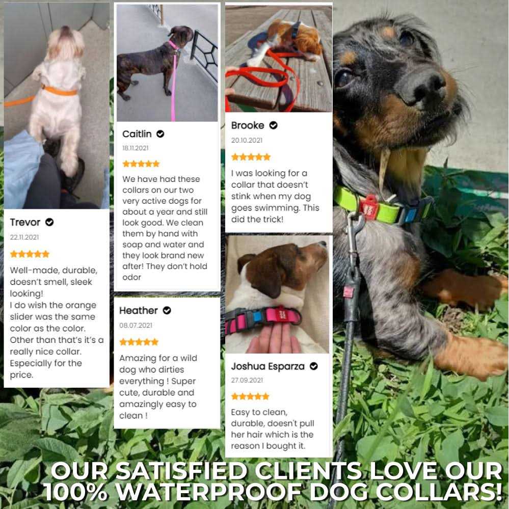 Waterproof Dog Collar with QR passport - Nail Gallerys