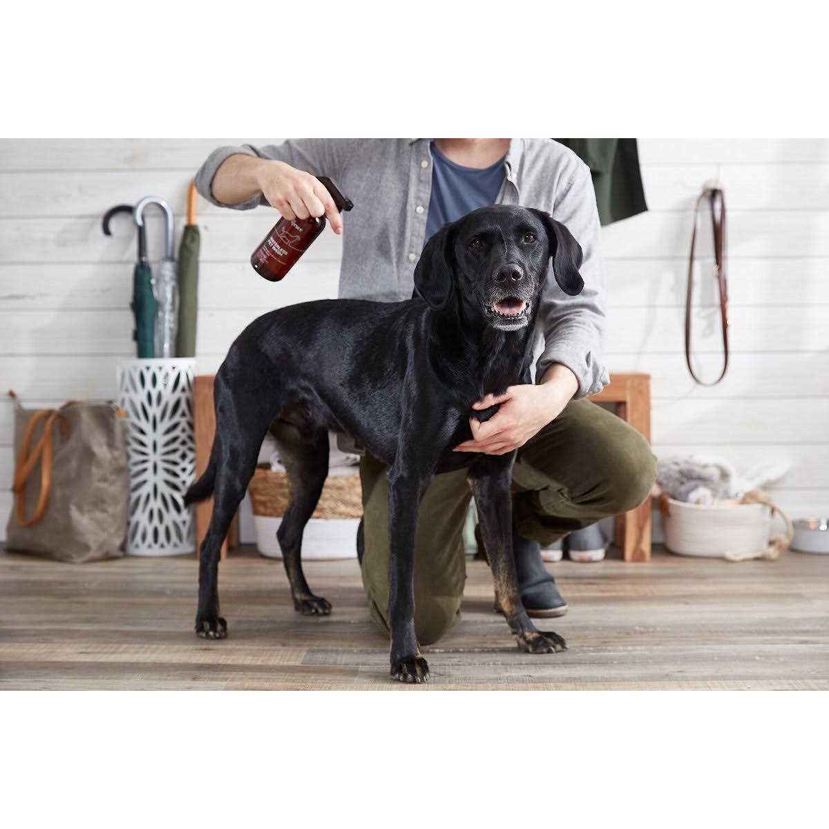 The Spruce Waterless Pet Wash No Rinse Moisturizing Cat & Dog Shampoo - Nail Gallerys