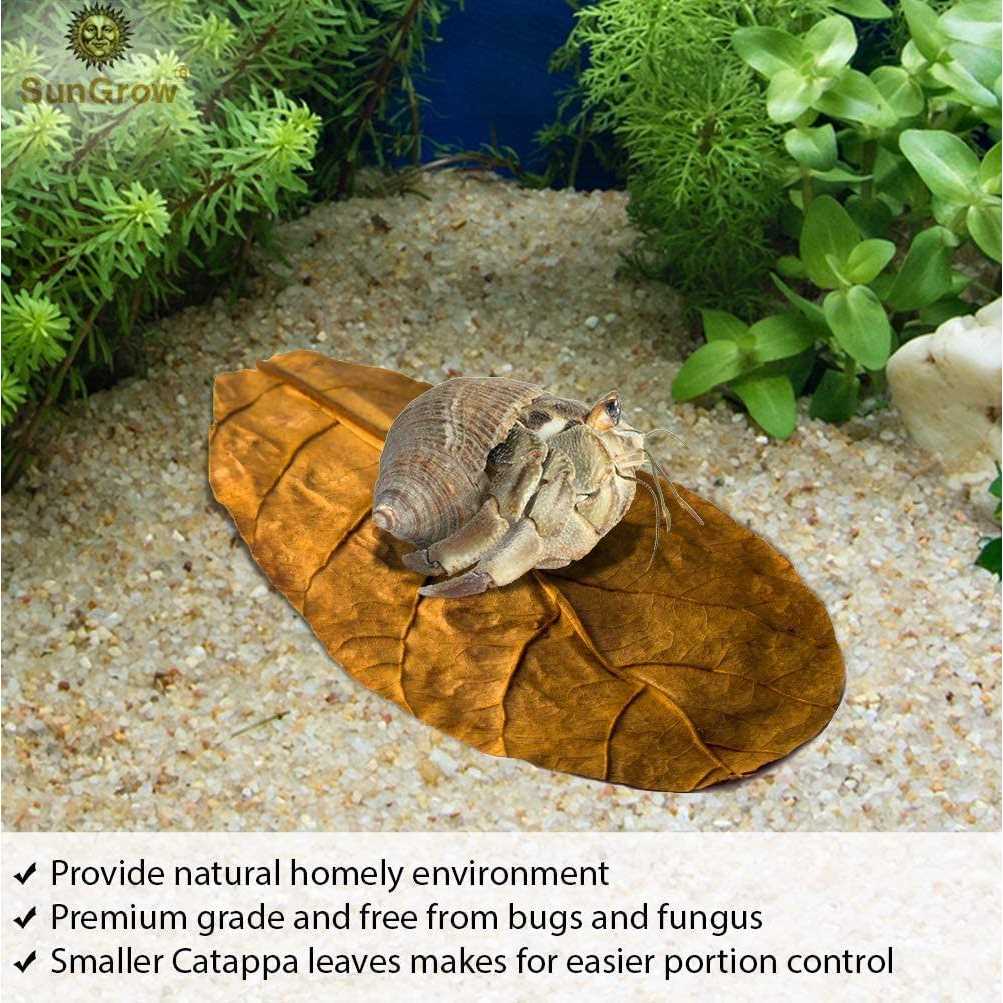 SunGrow Hermit Crab & Snail Catappa Leaves - Nail Gallerys
