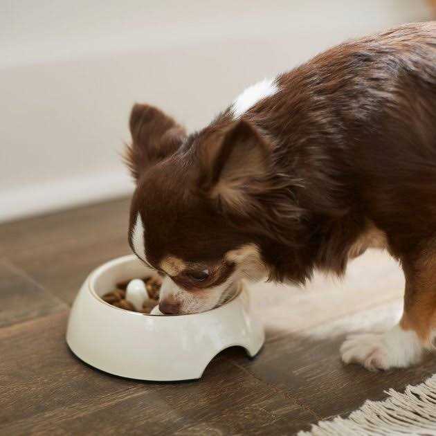 Frisco Melamine Slow Feed Dog & Cat Bowl with Gold Trim - Nail Gallerys