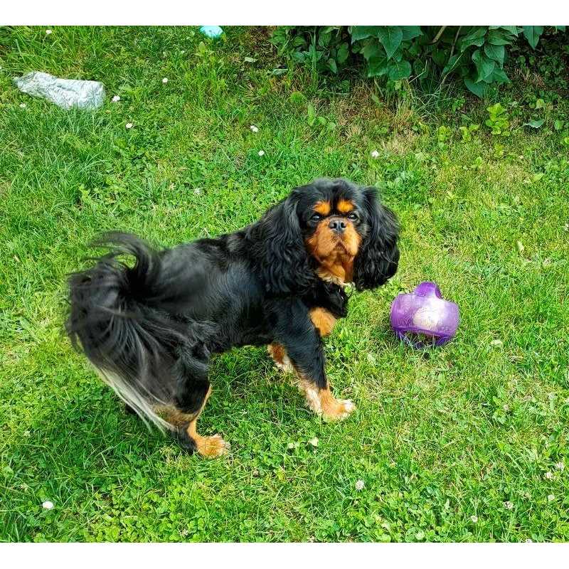 KONG Jumbler Ball Dog Toy - Nail Gallerys