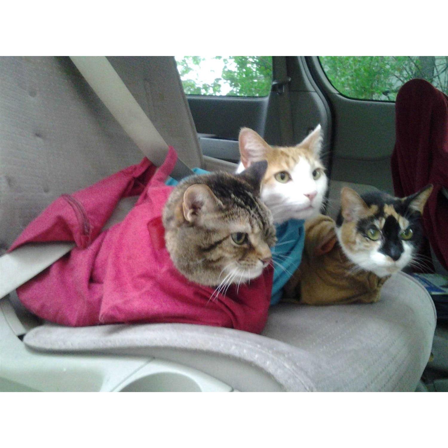 Cat-in-the-Bag Cozy Comfort Carrier - Nail Gallerys