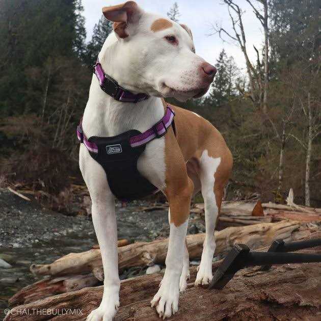 K9 Explorer Reflective Adjustable Dog Collar - Nail Gallerys