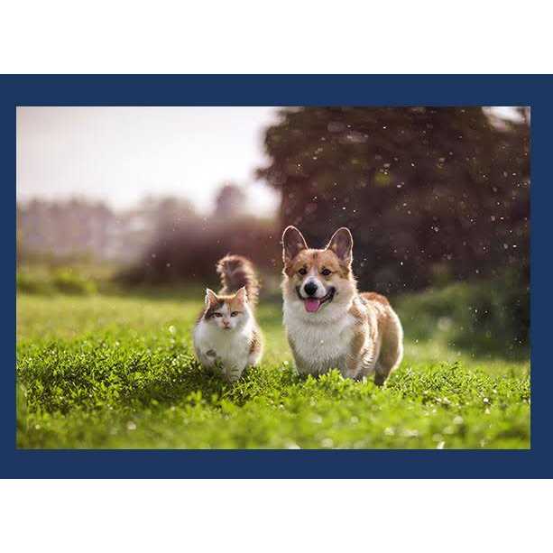 Natural Balance Reserve Limited Ingredient Grain Free Green Pea & Venison Dry Cat Food - Nail Gallerys