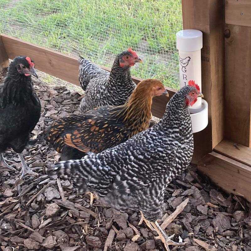 Cherry Stone Poultry Grit - Nail Gallerys