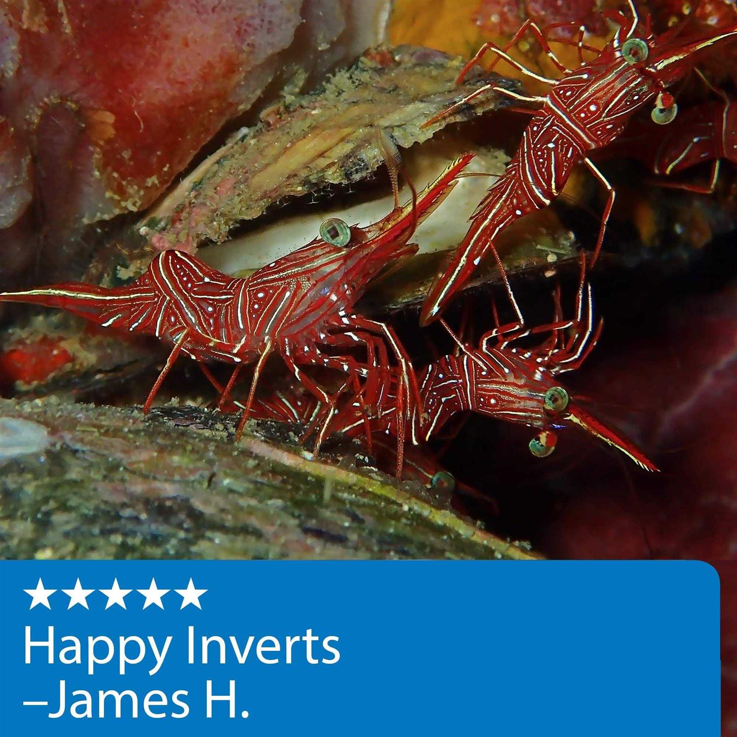 API Marine Calcium - Nail Gallerys