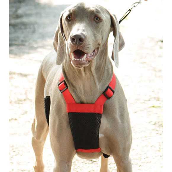 Sporn Mesh Non Pull Dog Harness - Nail Gallerys