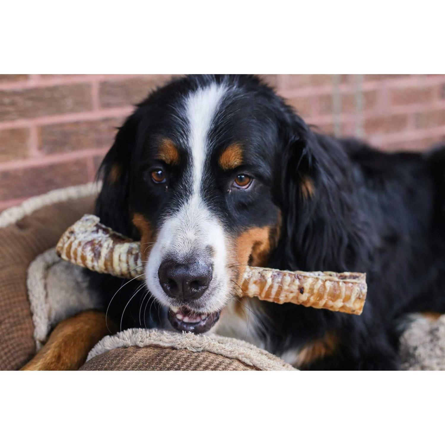 Top Dog Chews 12 Beef Trachea Dog Treats - Nail Gallerys