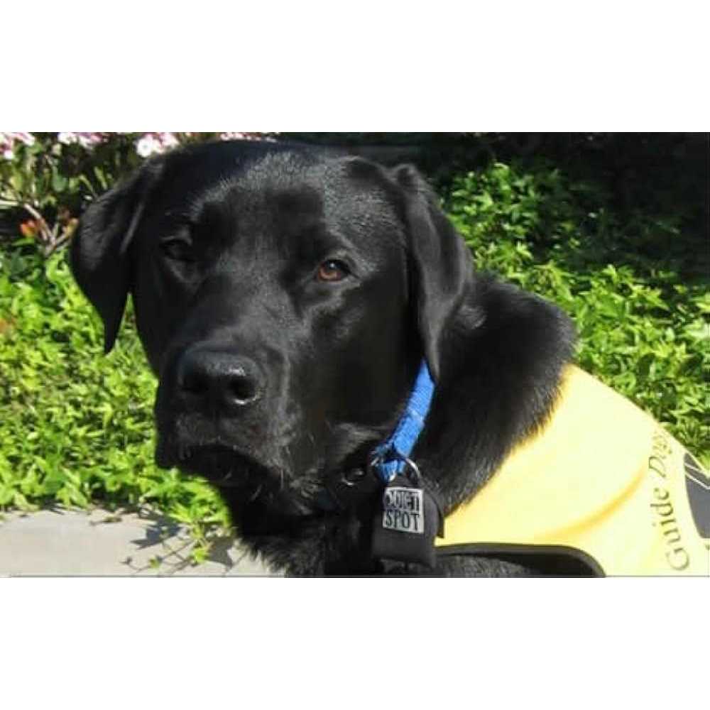 Quiet Spot Pet Tag Silencer - Nail Gallerys