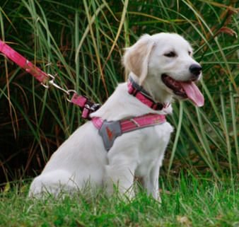 Doggy Tales Realtree Step In V Harness, Paradise Pink - Nail Gallerys