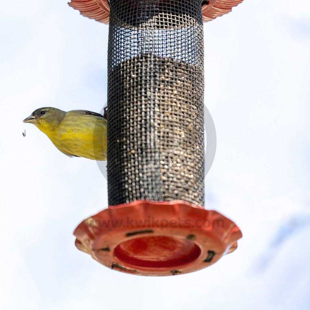 Kaytee Forti Diet Pro Health Hi-Calcium Grit - Nail Gallerys