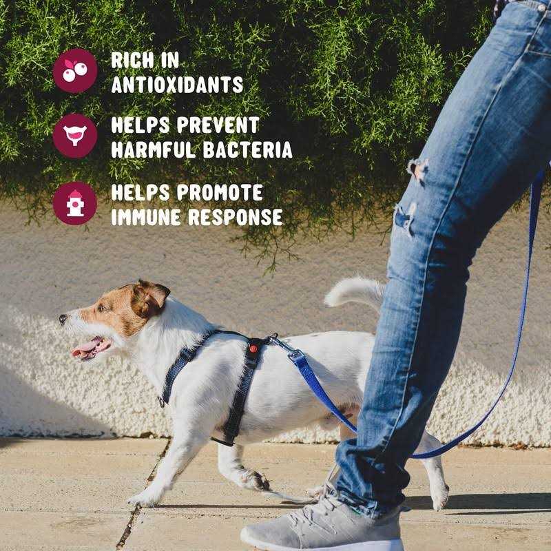 Active Chews Cranberry Supplement for Dogs Dog UTI Bladder Control for Dogs - Nail Gallerys