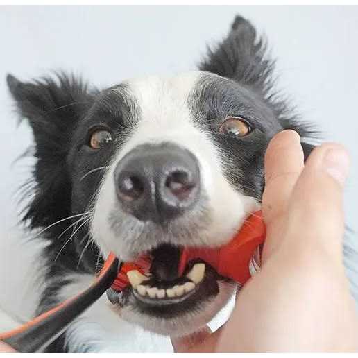 Paw Ready Bite Block Pet Toothbrushing Aid for Puppies, Dogs and Cats - Nail Gallerys