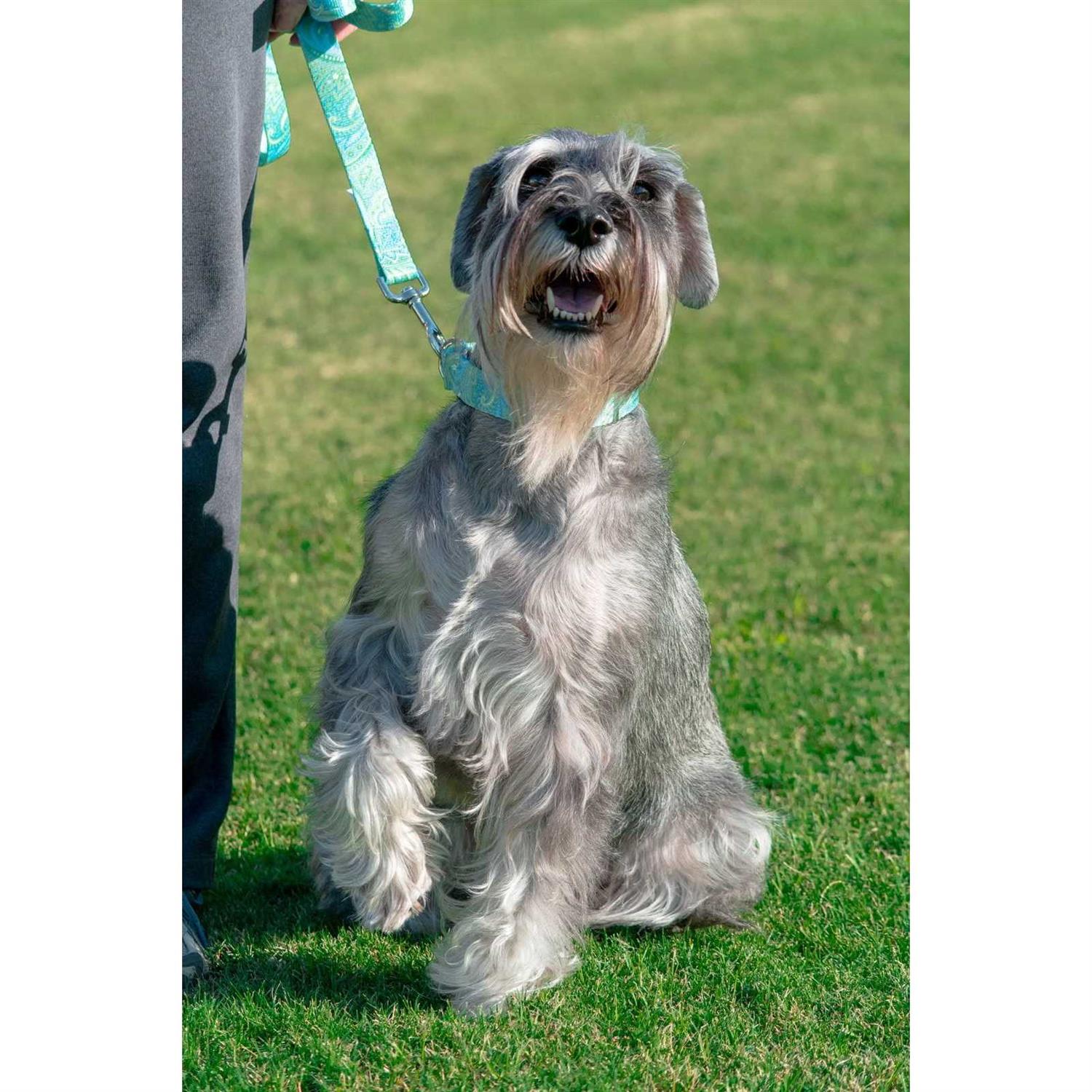 Country Brook Petz Dog Martingale Collar - Nail Gallerys