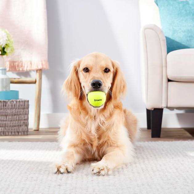 Frisco Fetch Squeaky Tennis Ball Dog Toy - Nail Gallerys