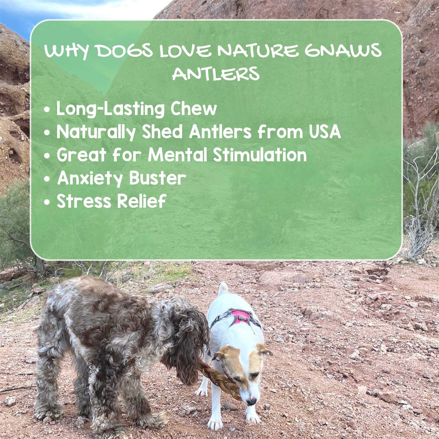 Nature Gnaws Elk Antlers for Large Dogs Premium Natural USA Antler - Nail Gallerys