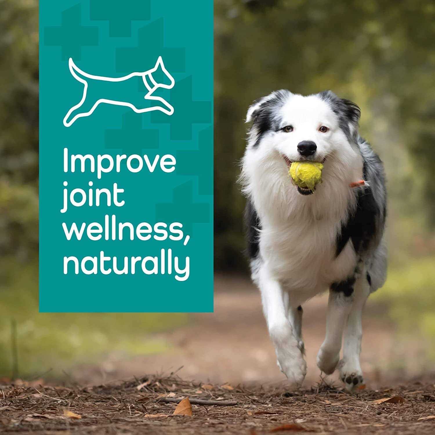 Vetality Hemp Helpers Collar for Dogs - Nail Gallerys