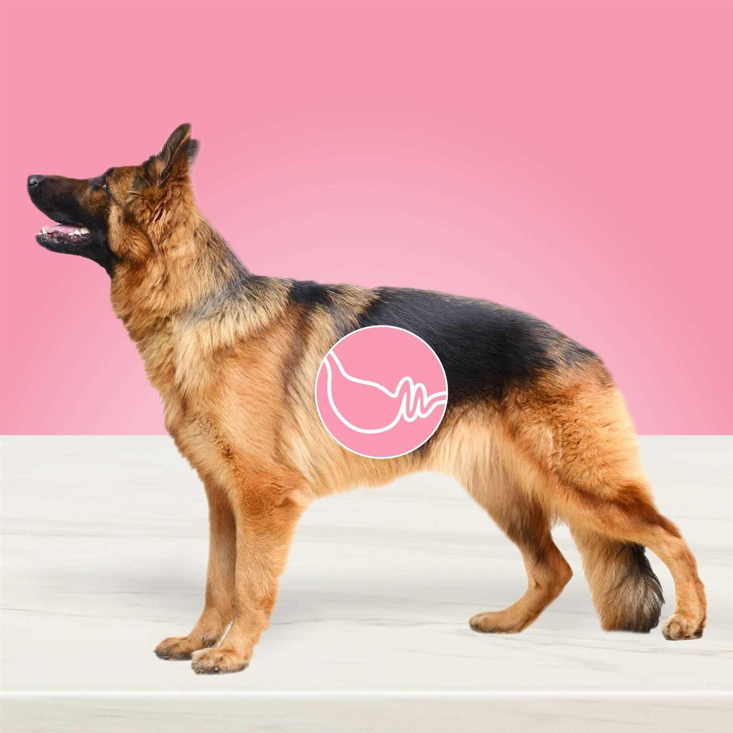 Blue Buffalo True Solutions Blissful Belly Digestive Care Adult Dry Dog Food - Nail Gallerys