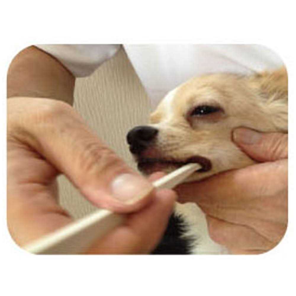 Toothbrush for Dogs Easy to Use Made in Japan Kenko care by Mind Up - Nail Gallerys
