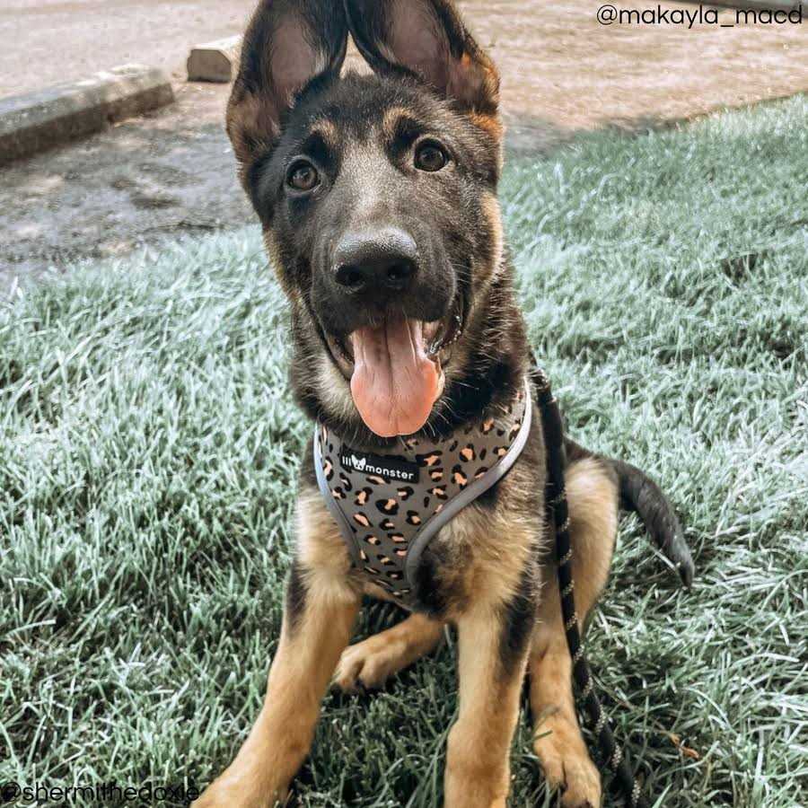 Lil Monster Pets Neoprene Reversible Dog Harness - Nail Gallerys