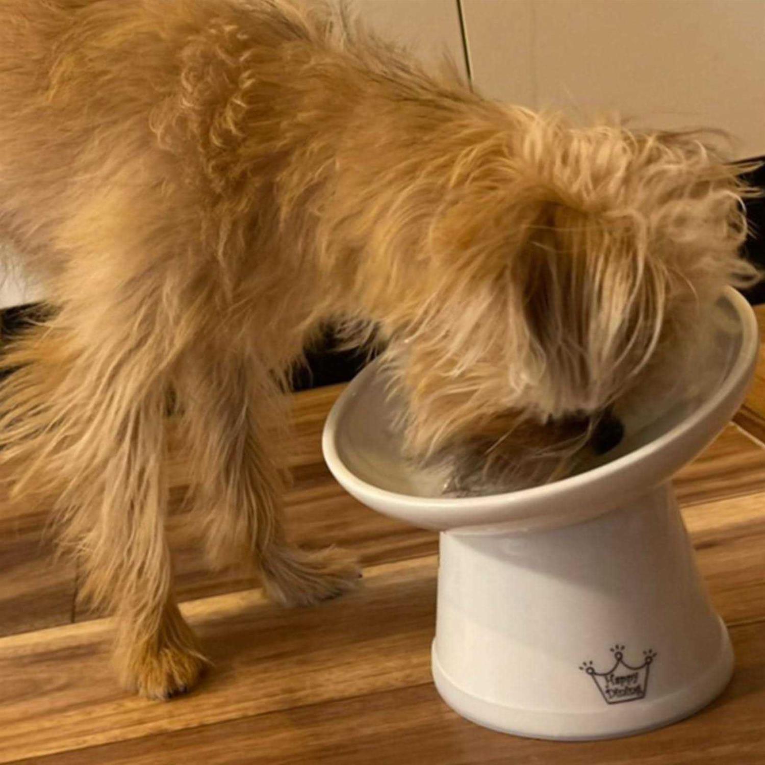 Necoichi Extra Wide Raised Cat Food Bowl - Nail Gallerys