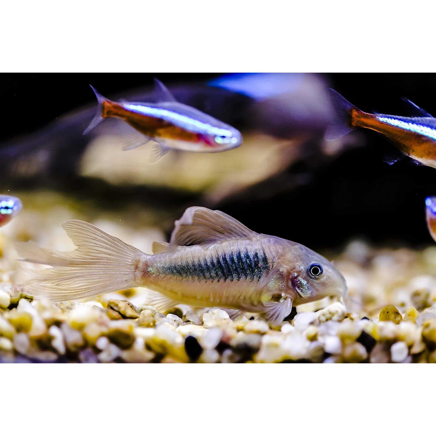 AQUATICBLENDEDFOODS ABF Aquatic Freshwater Snail Food Mix #2 with Calcium - Nail Gallerys