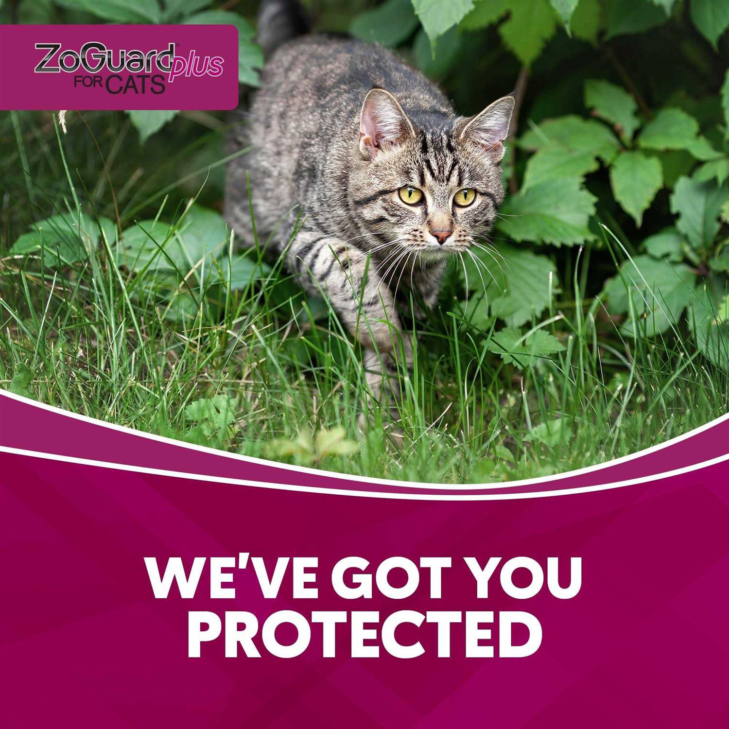 ZoGuard Plus for Cats - Nail Gallerys