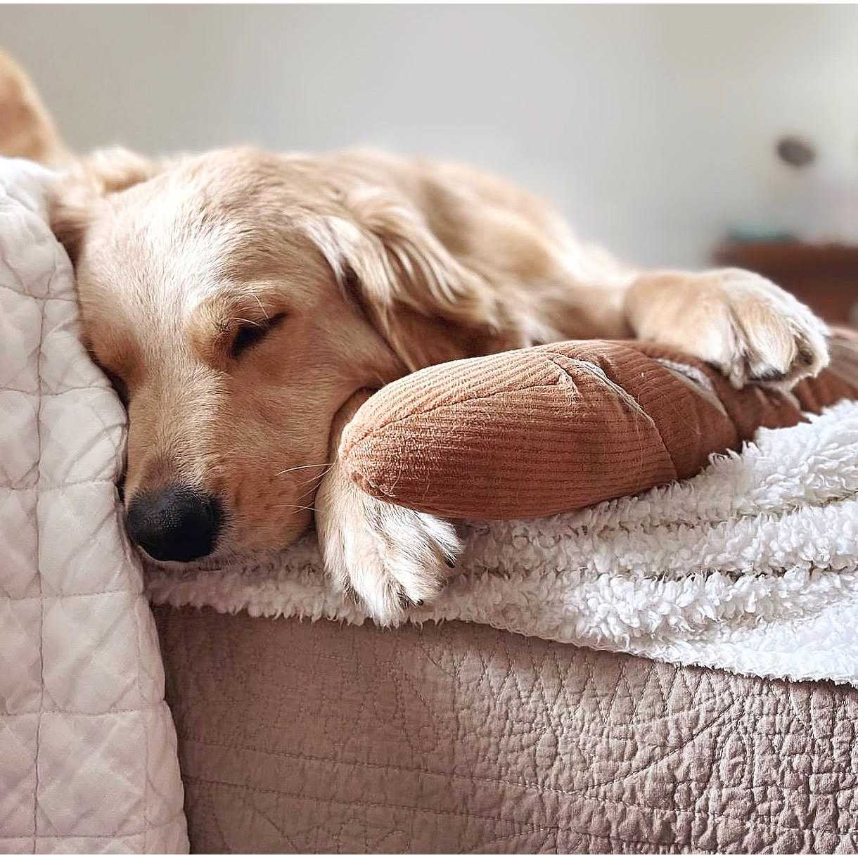 Baguette Enrichment Dog Toy - Nail Gallerys