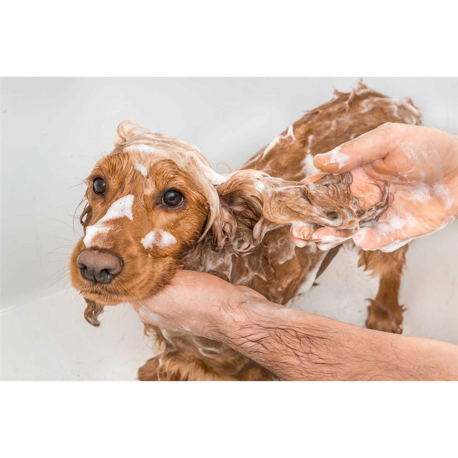 Petkin MegaValu Odor-Away Dog Shampoo - Nail Gallerys