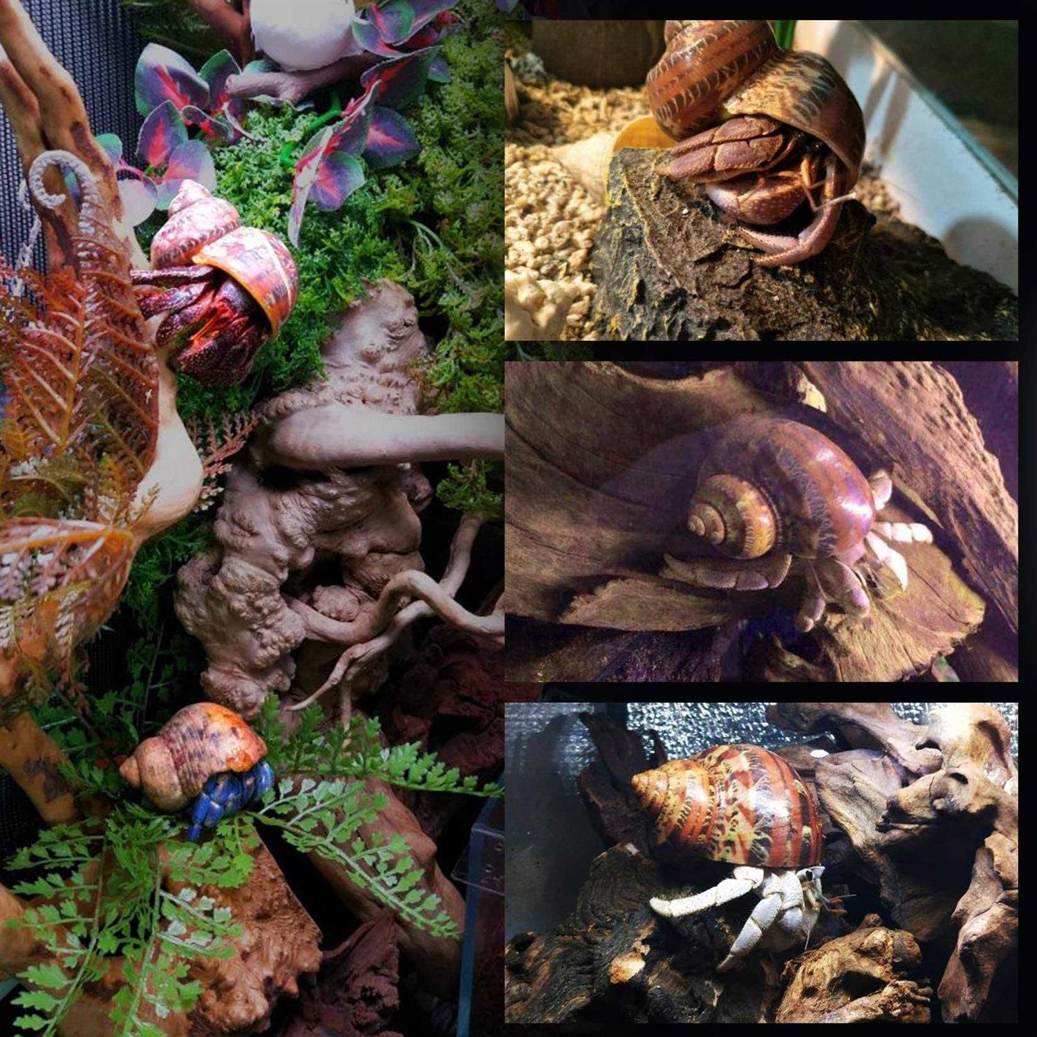 PPCLION 14Pcs 14 Kind Natural Hermit Crab Shells Size 1 3.5 - Nail Gallerys